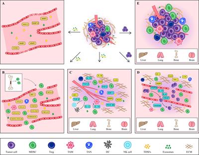 Role of myeloid-derived suppressor cells in the formation of pre-metastatic niche